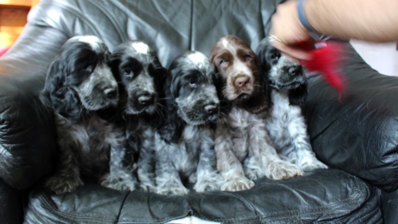chiot Cocker Spaniel Anglais Givemehope