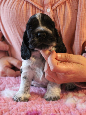 Givemehope - Cocker Spaniel Anglais - Portée née le 04/05/2024