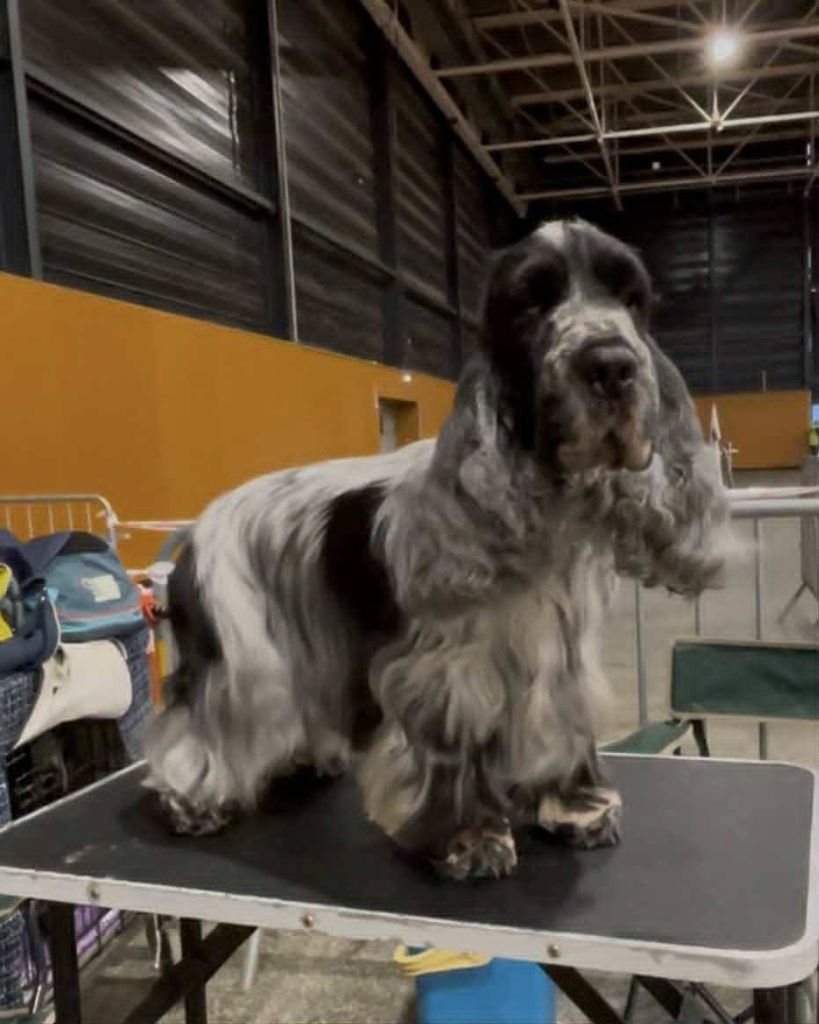 Givemehope Match-point