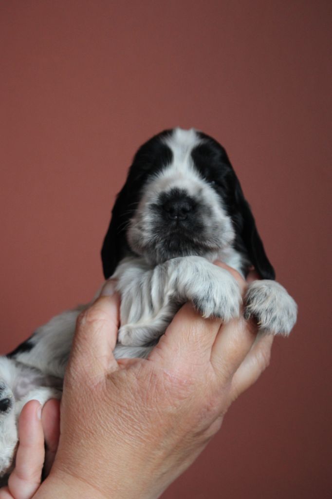 Mise à jour des photos des chiots de Tara