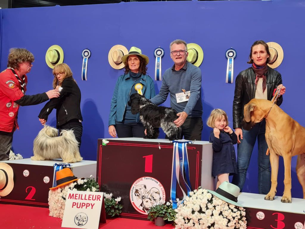 Un Best In Show Puppy pour Givemehope Vertige de l'Amour