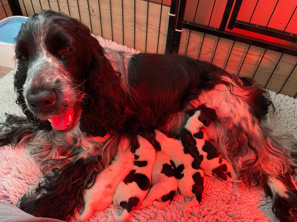 Givemehope - Cocker Spaniel Anglais - Portée née le 10/02/2025