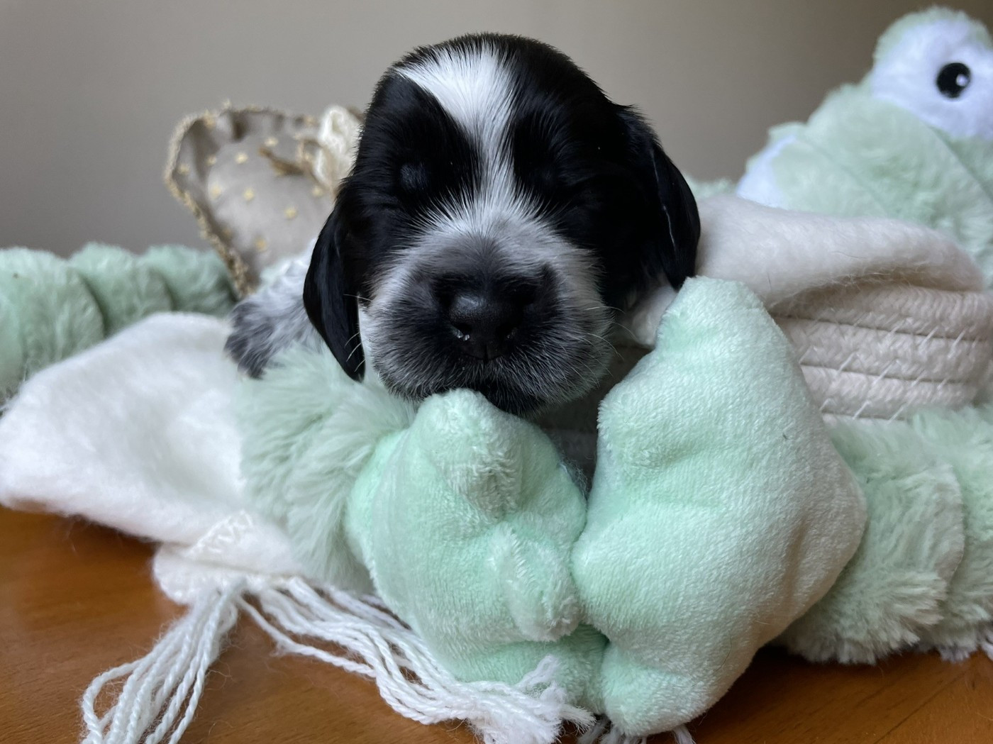 Givemehope - Chiots disponibles - Cocker Spaniel Anglais