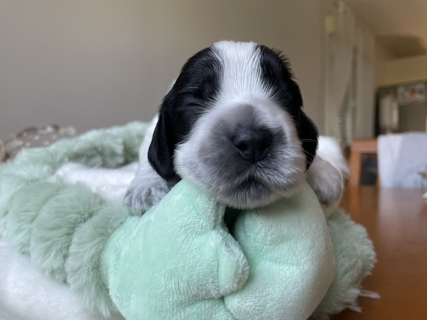 Givemehope - Chiots disponibles - Cocker Spaniel Anglais