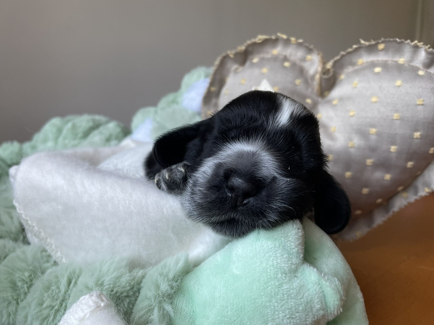 Givemehope - Chiots disponibles - Cocker Spaniel Anglais