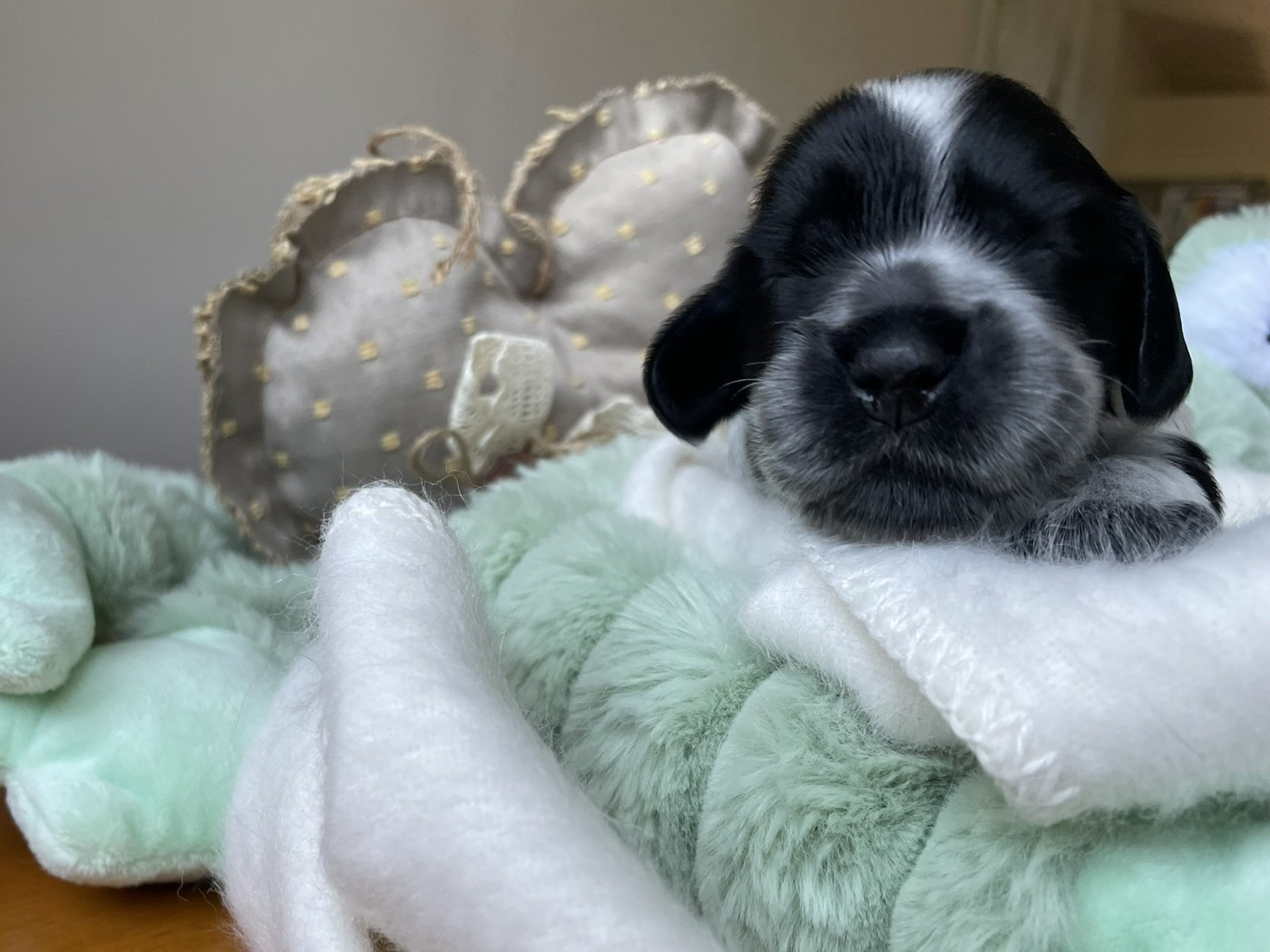 Givemehope - Chiots disponibles - Cocker Spaniel Anglais