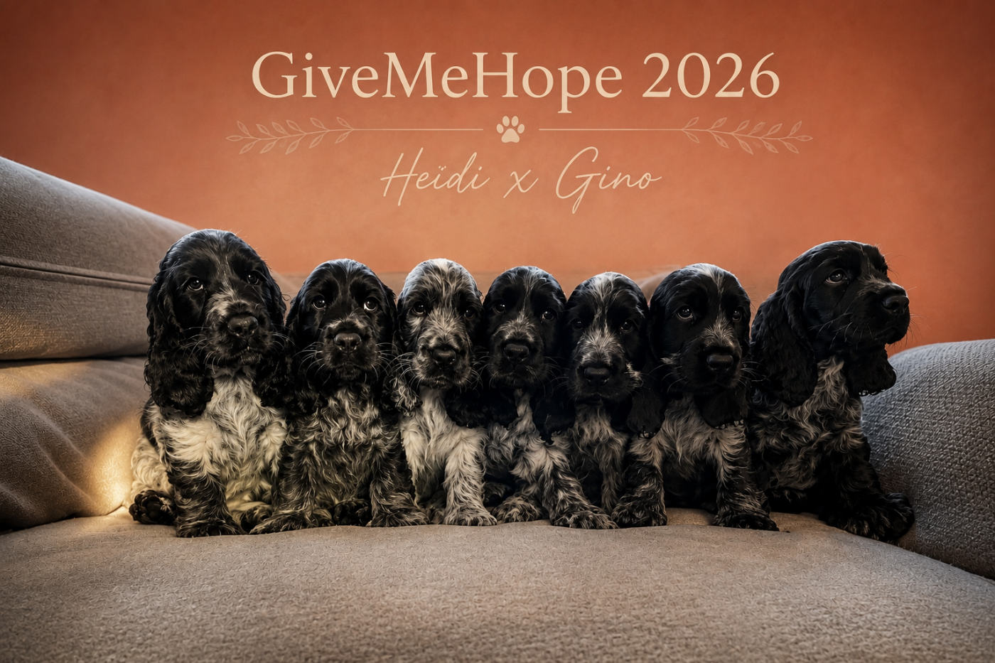 Chiot Cocker Spaniel Anglais Givemehope