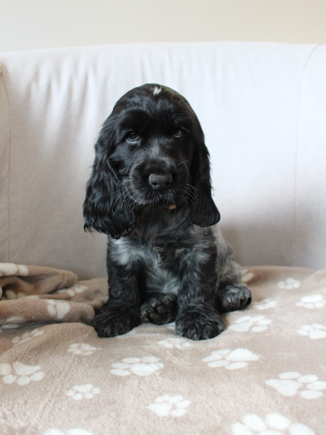 Givemehope - Chiots disponibles - Cocker Spaniel Anglais