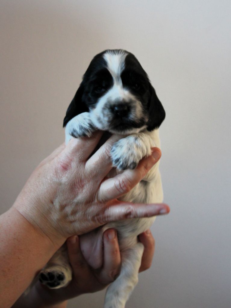 Givemehope - Chiots disponibles - Cocker Spaniel Anglais