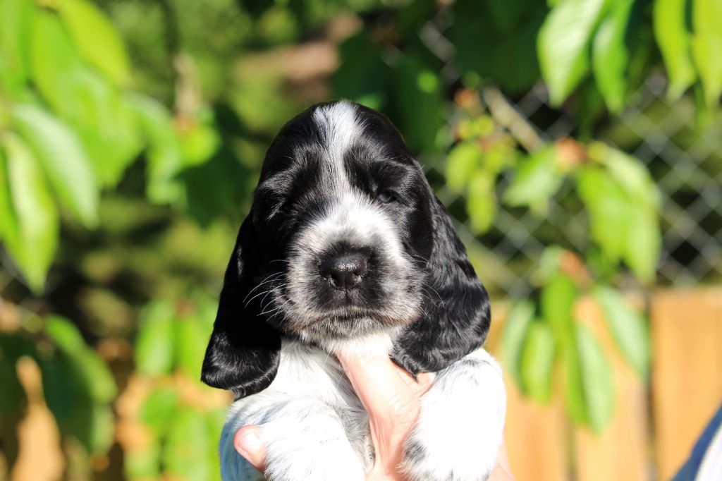 Givemehope - Cocker Spaniel Anglais - Portée née le 08/04/2025