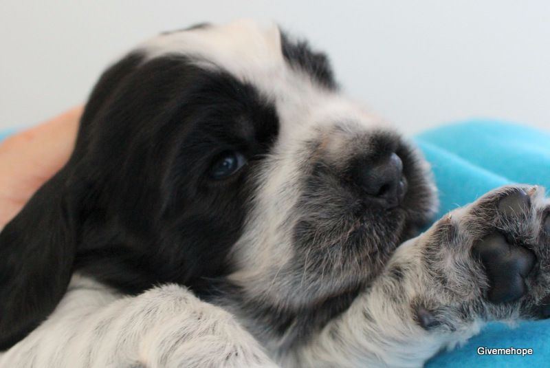 Givemehope - Cocker Spaniel Anglais - Portée née le 03/05/2017