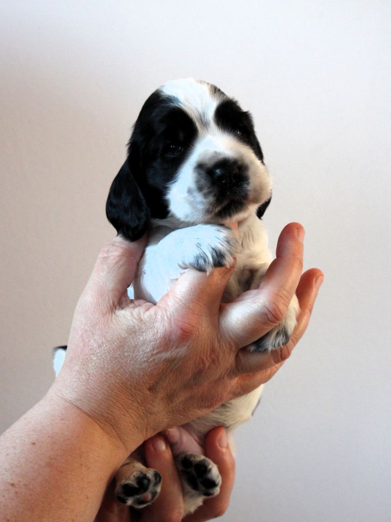 Givemehope - Chiots disponibles - Cocker Spaniel Anglais