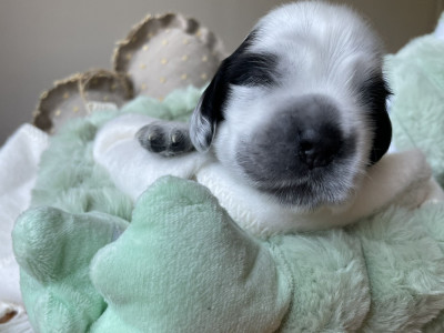 Chiot mâle Sans Collier