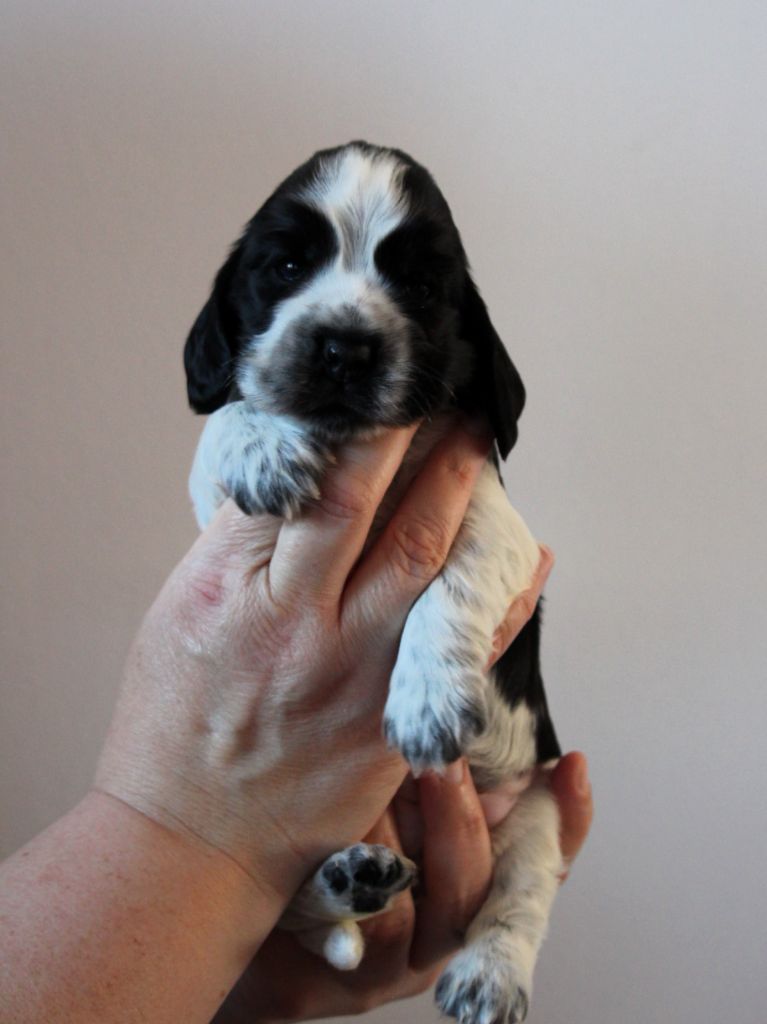 Givemehope - Chiots disponibles - Cocker Spaniel Anglais